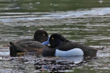 Tufted Duck, Toppand