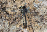 Small Pincertail, Tangelveyenstikker, Onychogomphus forcipatus, Male