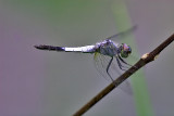 Blue Dasher, Brachydiplax farinosa