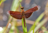 Neurothemis fluctuans