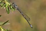 Azure Damselfly,  Srlig blvannymfe, Coenagrion puella, Male