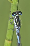 Azure Damselfly,  Srlig blvannymfe, Coenagrion puella, Male