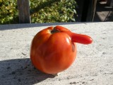 Young tomatos