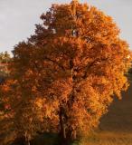 Yellow autumn