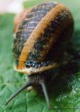 Snails pace