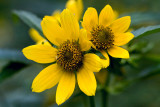 Burr Marigold