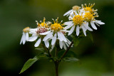 White Wood Aster