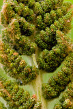 Cinnamon Fern's Fertile Frond