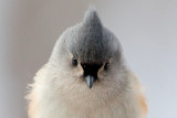 Titmouse