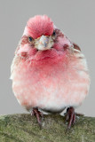 Purple Finch