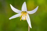 White Dogtooth Violet