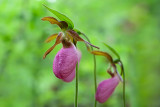 Pink Lady's Slipper Orchids
