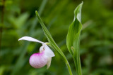 Showy Ladys Slipper Orchid