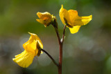 Common Bladderwort