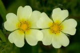 Rough-fruited Cinquefoil