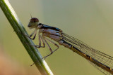 Damselfly with Mites