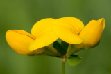 Birdsfoot Trefoil