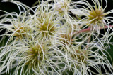 Virgin's Bower Fruit