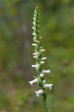 Nodding Ladies'-tresses Orchid