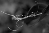 Wild Cucumber Vine Tendril