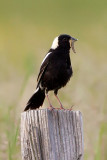 Bobolink