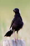 Bobolink