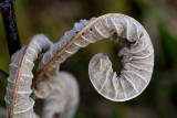 Milkweed Leaf