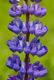 Garden Lupine