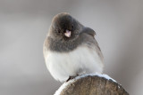 Junco