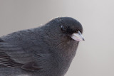 Junco