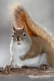 Red Squirrel