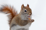 Red Squirrel with Peanut Butter