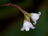 Spreading Dogbane