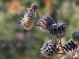 Velvetleaf Seeds