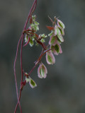 Climbing False Buckwheat Seeds