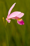 Rose Pogonia Orchid