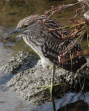 Black-crowned Night Heron - juvenile