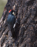 Acorn Woodpecker