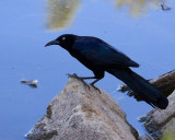 Great-tailed Grackle (<em>Quiscallus mexicanus</em>)