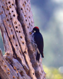 Acorn Woodpecker