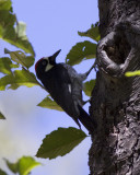 Acorn Woodpecker