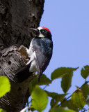 Acorn Woodpecker