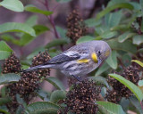 Yellow-rumped Warbler Audobons Warbler