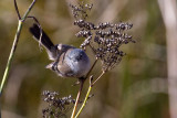 California Gnatcatcher