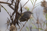 Wrentit