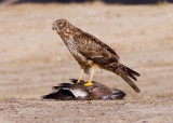 Northern Harrier - female