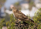 Northern Harrier - female