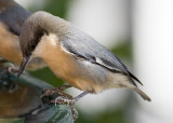 Pigmy Nuthatch