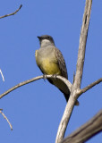 Cassin's Kingbird