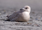 Glaucous-winged Gull